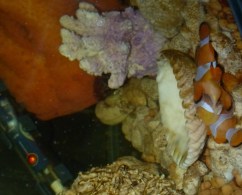 Death of clownfish as a result of hyperthermia.