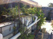 Dr Loh's Backyard Aquaponics setup.