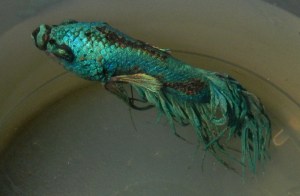 Siamese fighting fish with velvet disease.