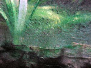 4 BGA_on_glass_during_treatment