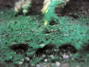 5 Area_2_Close-Up_During_Treatment