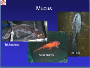 Reasons for excess mucus production