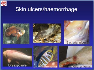 Different causes for skin ulcers in fish.