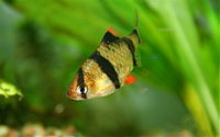 tiger barb