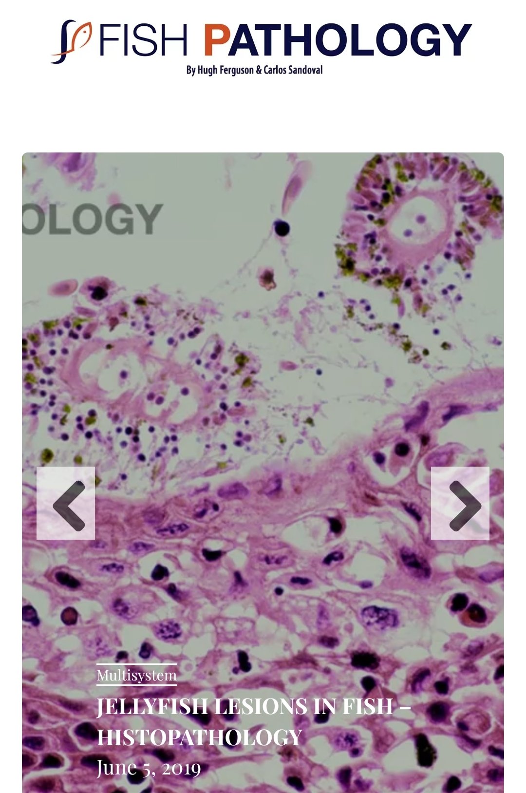 Fish pathology blog by Hugh Ferguson and Carlos Sandoval – The Fish Vet ...